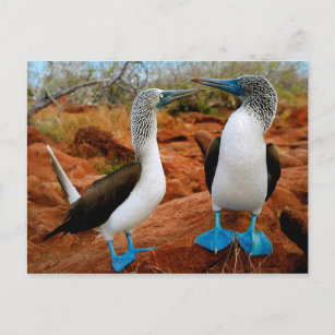 Blaufußboobien (Sula nebouxii) Postkarte