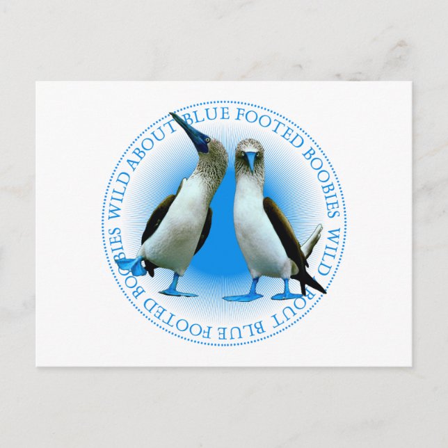 Blaufüßige Boobies der Galapagos-Inseln Postkarte (Vorderseite)