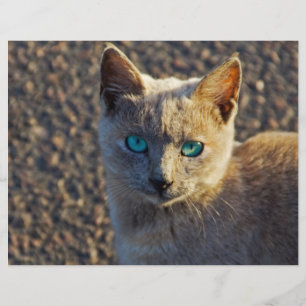 Blaugäugige Katze Flyer