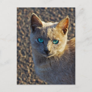Blaugäugige Katze Postkarte