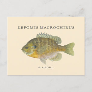 Blaugill Illustration Angeln Postkarte
