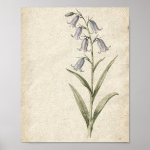 Blauglocken Botanische Wandkunst Poster