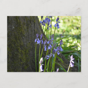Blauglocken postkarte