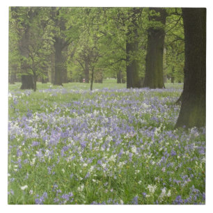 Blauglocken und Eichen im Frühling, Little Hagley Fliese