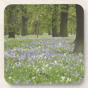 Blauglocken und Eichen im Frühling, Little Hagley Getränkeuntersetzer