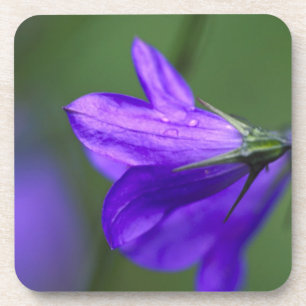 Blauglockenblume in Independence Pass in Getränkeuntersetzer