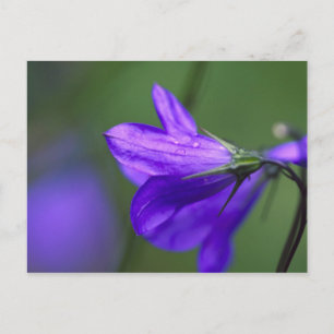 Blauglockenblume in Independence Pass in Postkarte