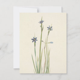 Blaugras von Mary Vaux Walcott Mitteilungskarte