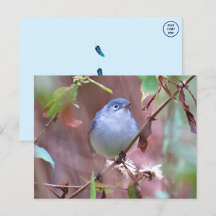 Blaugraue Gnatcatcher Backyard Bird Postkarte