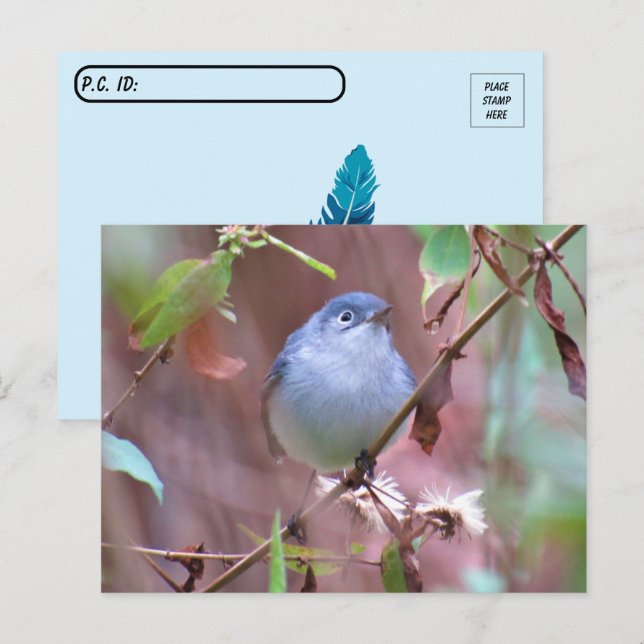 Blaugraue Gnatcatcher Hinterhof Bird verschieben Postkarte (Vorne/Hinten)