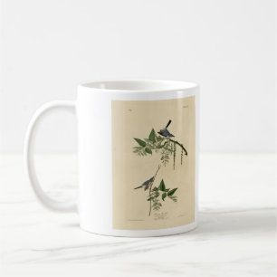 Blaugrauer Fliegenfänger - Audubons Vögel von Amer Kaffeetasse