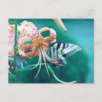Blaugrüner Schmetterling Postkarte