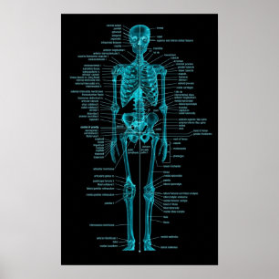 blaugrünes skeleton Plakat