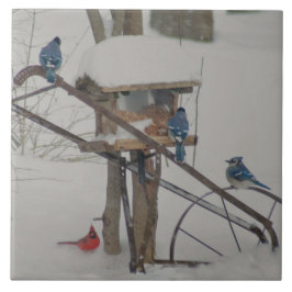 Blauhäher beim Frühstück Fliese