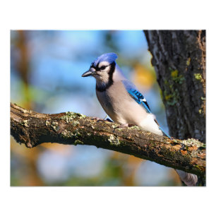 Blauhäher Fotodruck