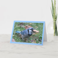 Blauhäher-Geburtstags-Grüße