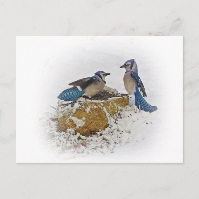 Blauhäher im Winter Postkarte (Vorderseite)