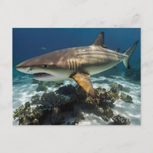 Blauhai Postkarte