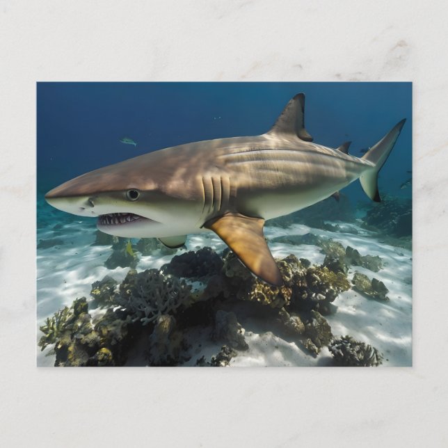 Blauhai Postkarte (Vorderseite)