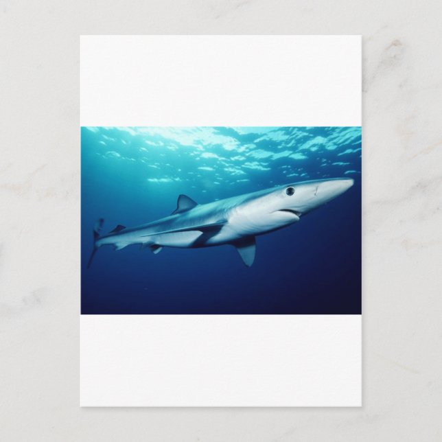 Blauhai Postkarte (Vorderseite)