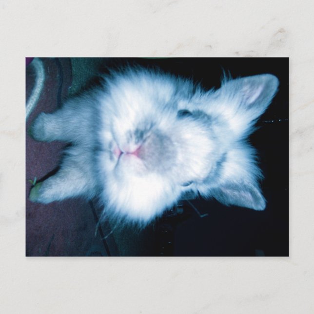 Blauhase Postkarte (Vorderseite)