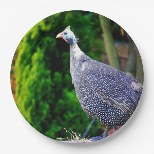 Blauhelme Guinea  Fowl Pappteller