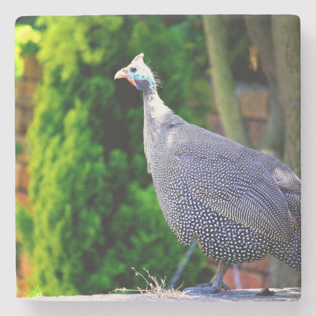 Blauhelme Guinea  Fowl Steinuntersetzer (Vorderseite)