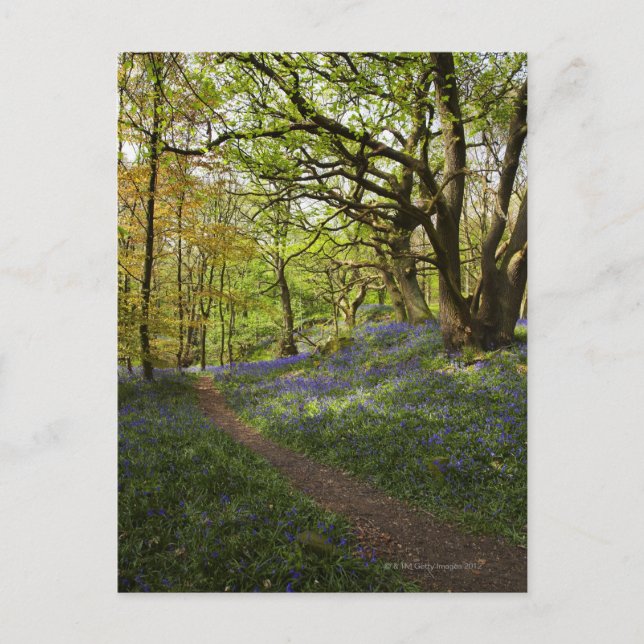 Blauholz Postkarte (Vorderseite)