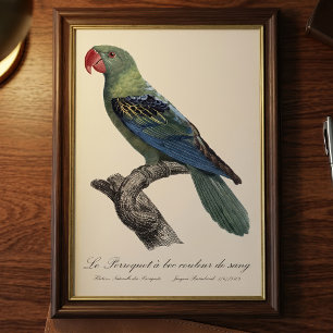 Blaukappenpapagei, Tanygnathus Megalorynchos Fotodruck