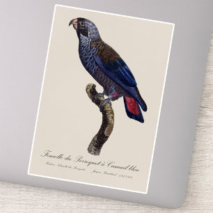 Blaukehl-Papagei / Brauner Papagei  Aufkleber