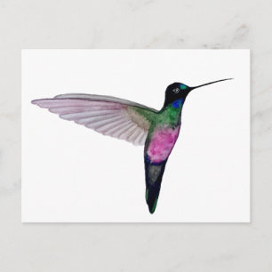 Blaukehl-Sternkolibri Postkarte