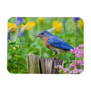 Blaukehl-Zaun König auf Zaunpfosten im Blumengarte Magnet