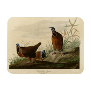 Blaukopftaube von Audubons Vögeln von Amerika Magnet