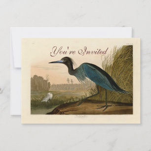 Blaukranich-Reiher-Audubon-Druck Küstenkunst Einladung