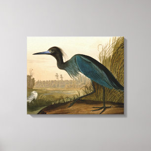Blaukranich-Reiher Audubon-Druck Küstenkunst Leinwanddruck