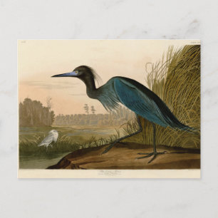 Blaukranich-Reiher-Audubon-Druck Küstenkunst Postkarte