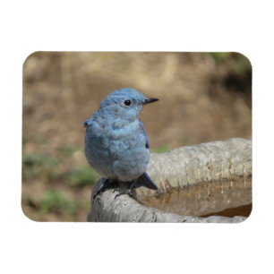 Blaumeise auf Vogelbadmagnet Magnet