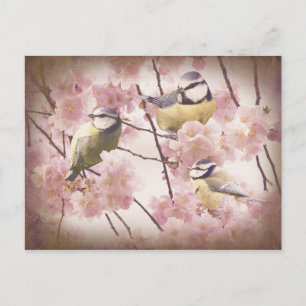 Blaumeisen im Vintage-Stil Postkarte