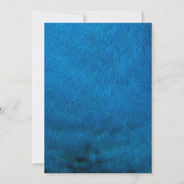 Blaupfauenfedern (Vorderseite)