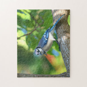 Blaurabe auf Baum sitzend Fotografische Natur
