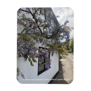 Blauregen an einem weiß getünchten Cottage Magnet