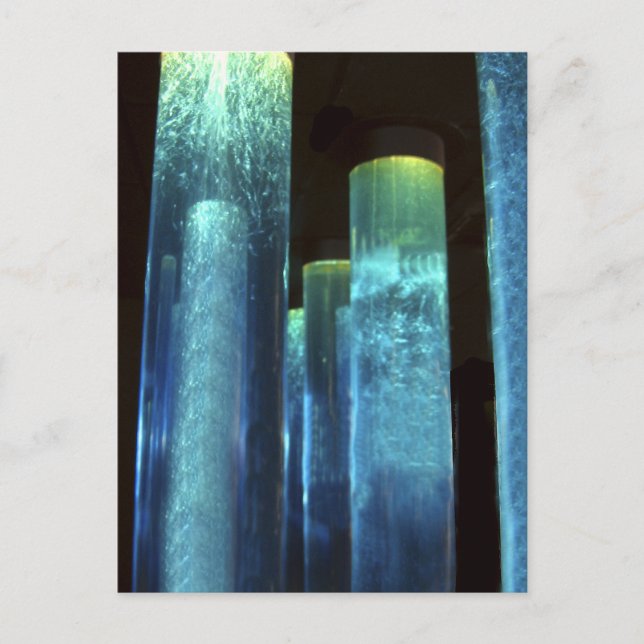 Blaurohre Postkarte (Vorderseite)