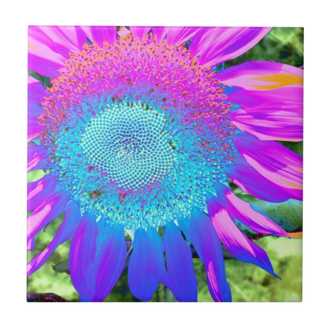 Blaurosa funky Retro-Sonnenblumen Foto Fliese (Vorderseite)