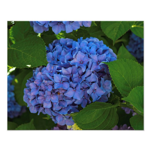 Blauschattierungen - Blaues Hydrangea Fotodruck (Vorne)
