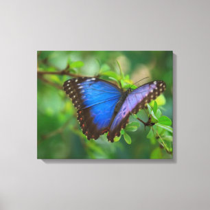 Blauschmetterling-Leinwand Leinwanddruck