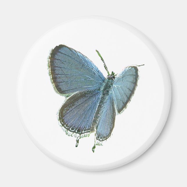 Blauschmetterling Magnet (Vorne)