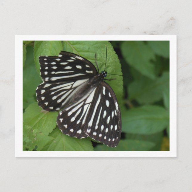 Blauschmetterling Postkarte (Vorderseite)