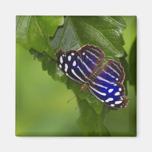 Blauschwanzschmetterling Magnet