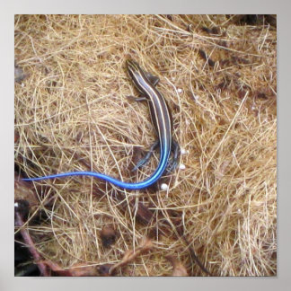 Blauschwanzskink Poster