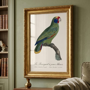 Blaustirnamazone / Rotsteißamazone  Fotodruck